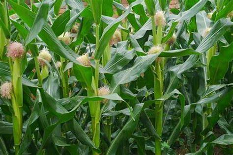 实皆省格礼瓦县区规划种植玉米玉蜀黍2千多英亩已种1千多英亩