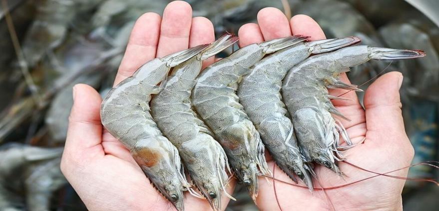 现财政年度9个月内缅甸向国外出口各种虾类近8千公吨