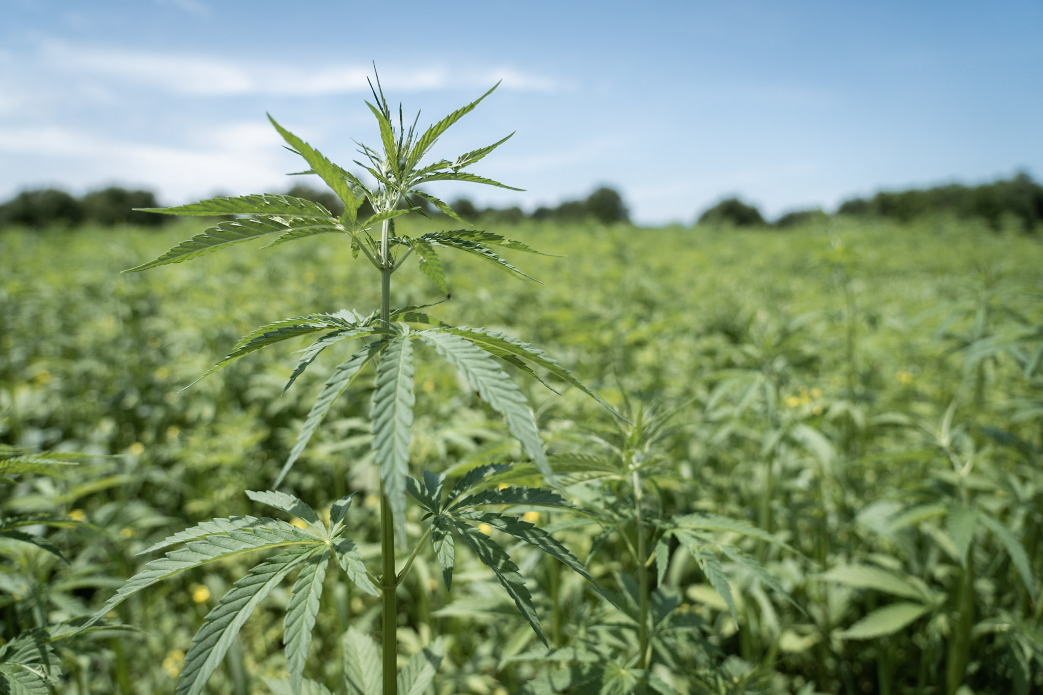 伊洛瓦底省渺弥亚县区种植了作为绿肥用的大麻作物2千多英亩