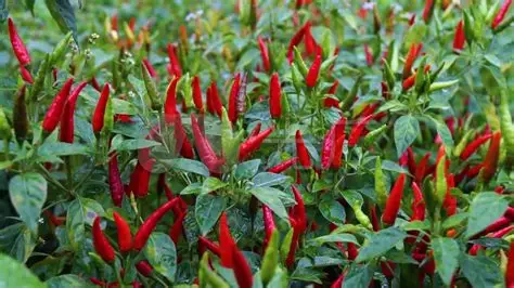 实皆省实皆专区规划种植冬辣椒2,300多英亩已种1,600多英亩