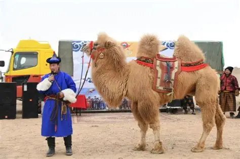 蒙古国家南部东戈壁省举办骆驼文化节活动