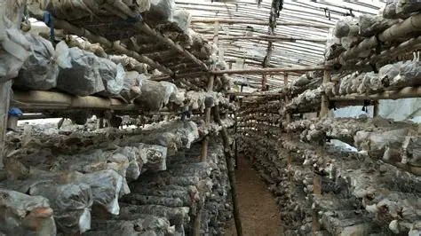 伊洛瓦底省姜贡县区培育生产出来的稻草菇获得人们垂青销路良好