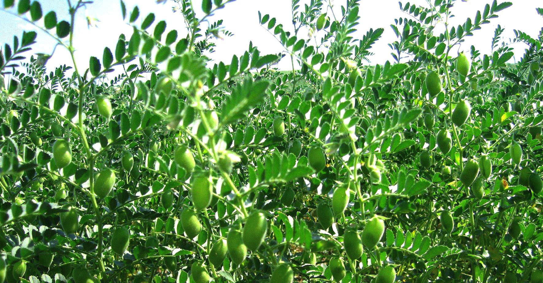 实皆省布达林县区规划种植冬鹰嘴豆5.2万多英亩已种6千多英亩