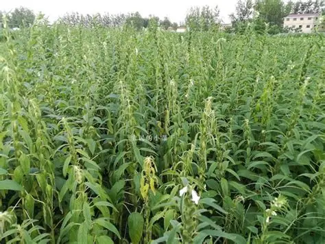 马圭省本漂县区夏作物种植季节规划种植夏芝麻3万多英亩