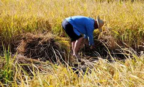 伊洛瓦底省甘基道县区种植的雨季稻已完成5万多英亩的收割工作