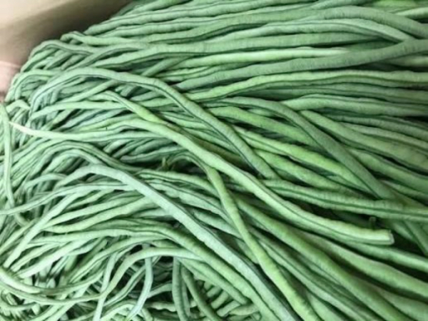 伊洛瓦底省棉昂县区种植生产出来的长豆购买者众多在市场上畅销