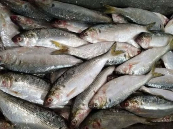 伊洛瓦底省壁榜县区生产出来的鲥鱼大量输送往仰光大都市销售