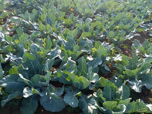 实皆省昌吴县区规划种植冬稻蔬菜7千多英亩已完成3千多英亩