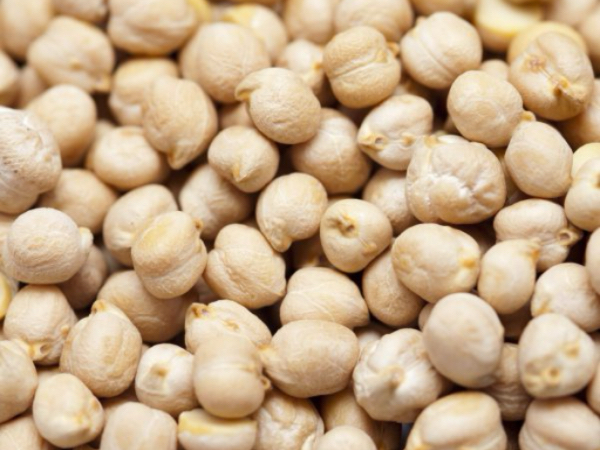 实皆省蒙育瓦县区规划种植1.7万多英亩鹰嘴豆已种1.6万多英亩