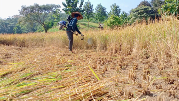 实皆省钦乌县区现财年种植的雨季稻已有近2万多英亩完成收割
