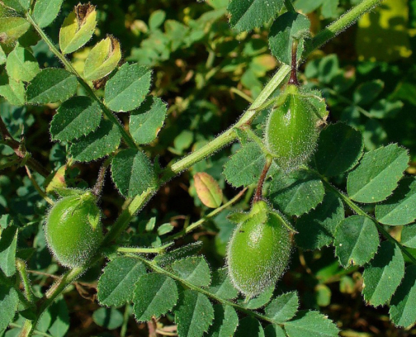 实皆省敏牧县区现财年冬季种植鹰嘴豆1.4万多英亩超过规划面积