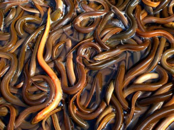 伊洛瓦底省毛淡棉遵县区12月份期间向仰光大都市输出大量鳝鱼