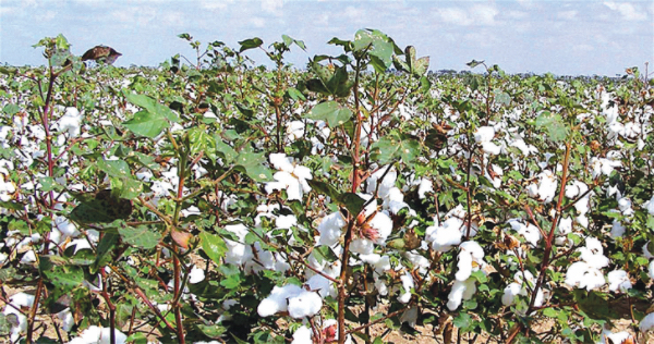马圭省本漂县区雨季种植的长纤维棉花已完成3千多英亩采收工作