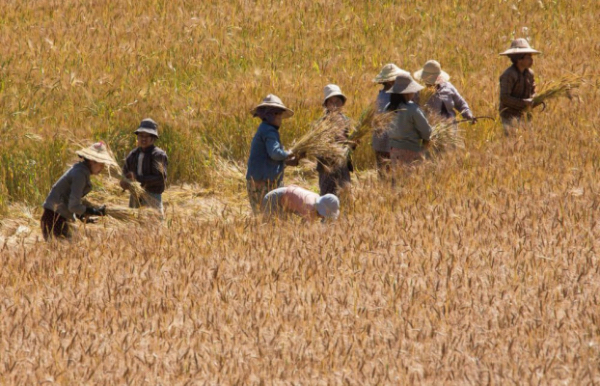 实皆省蒙育瓦专区现财年冬季已种植冬小麦作物近12,800多英亩