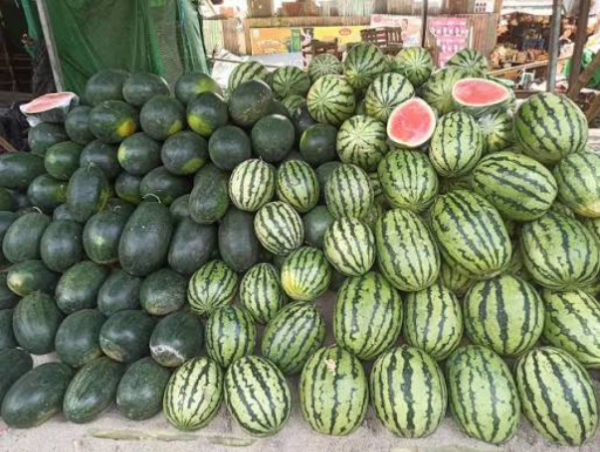 伊洛瓦底省棉昂县区种植生产出来的西瓜购买者众多销路良好