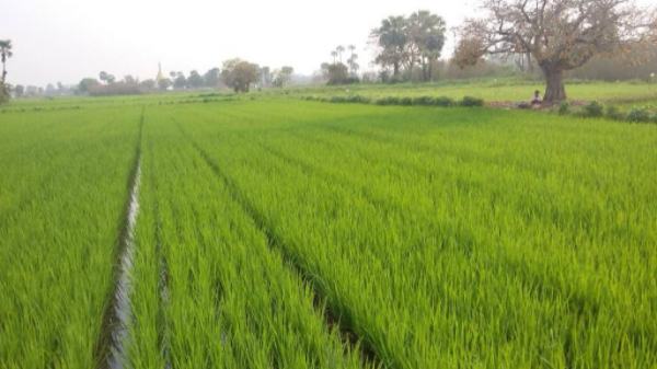 勃固省德宫县区规划种植1.7万多英亩夏季稻已种7千多英亩