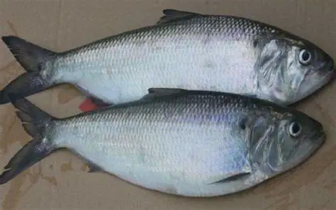 伊洛瓦底省坚景县区出产的鲥鱼购买者众多销路良好