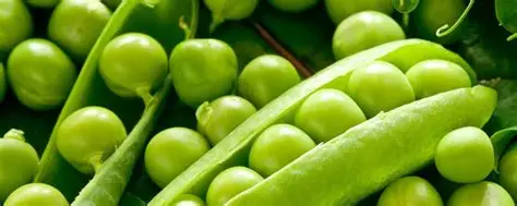 马圭省本漂县区种植冬豌豆3千多英亩已完成700多英亩采收工作