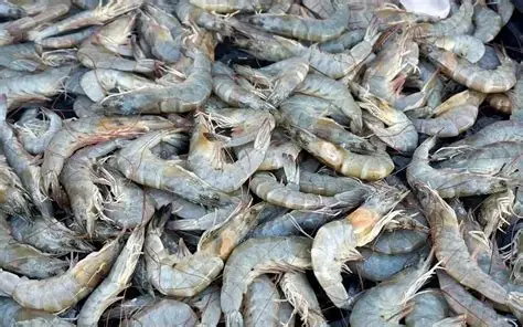 现财政年度11个月内缅甸向国外出口各种虾类9千多公吨