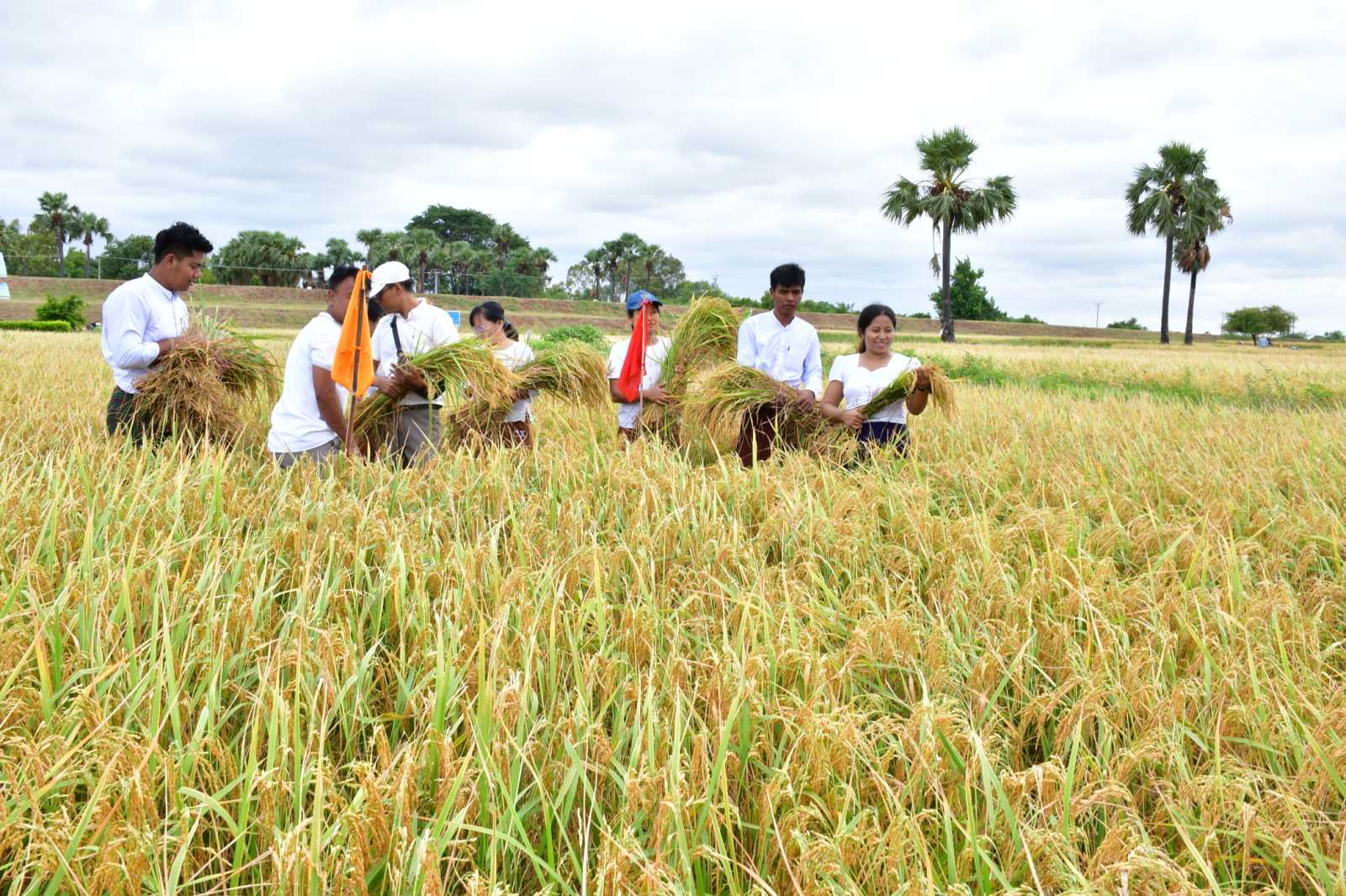 实皆省达木专区种植的雨季稻4.8万多英亩已全部完成收割工作