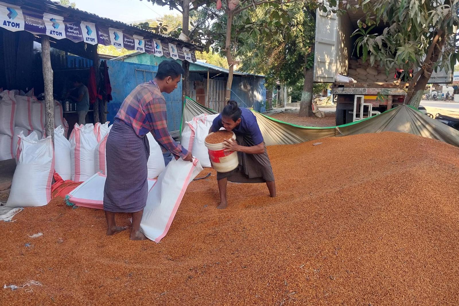 实皆省甘布鲁县区雨季种植的木豆现已有3千多英亩完成采收工作