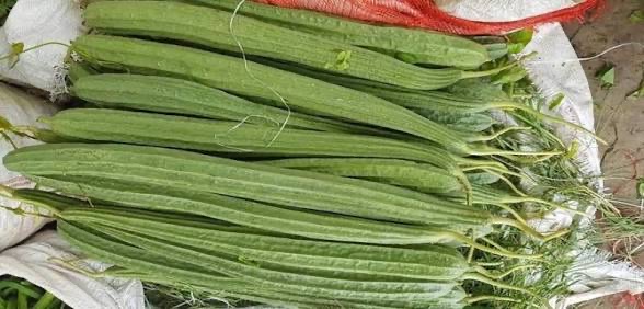 伊洛瓦底省宫漂县区生产出来的丝瓜购买者众多畅销各地