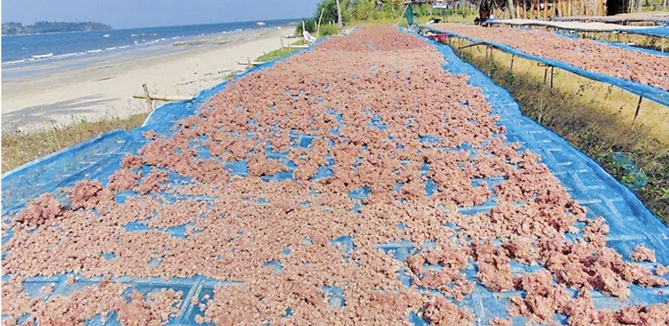 伊洛瓦底省额布都县区2月份向仰光市输出大量的虾酱