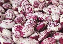 实皆省茵都县区冬季种植的肾豆已超过规划面积