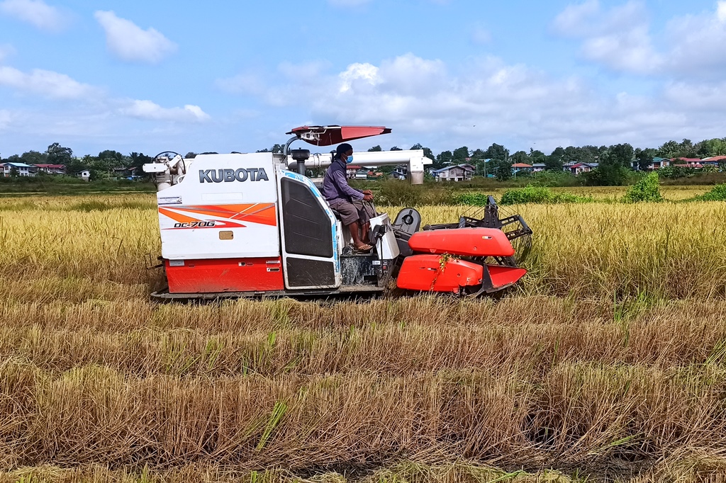 伊洛瓦底省渺弥亚县区已完成12万多英亩夏季稻收割工作