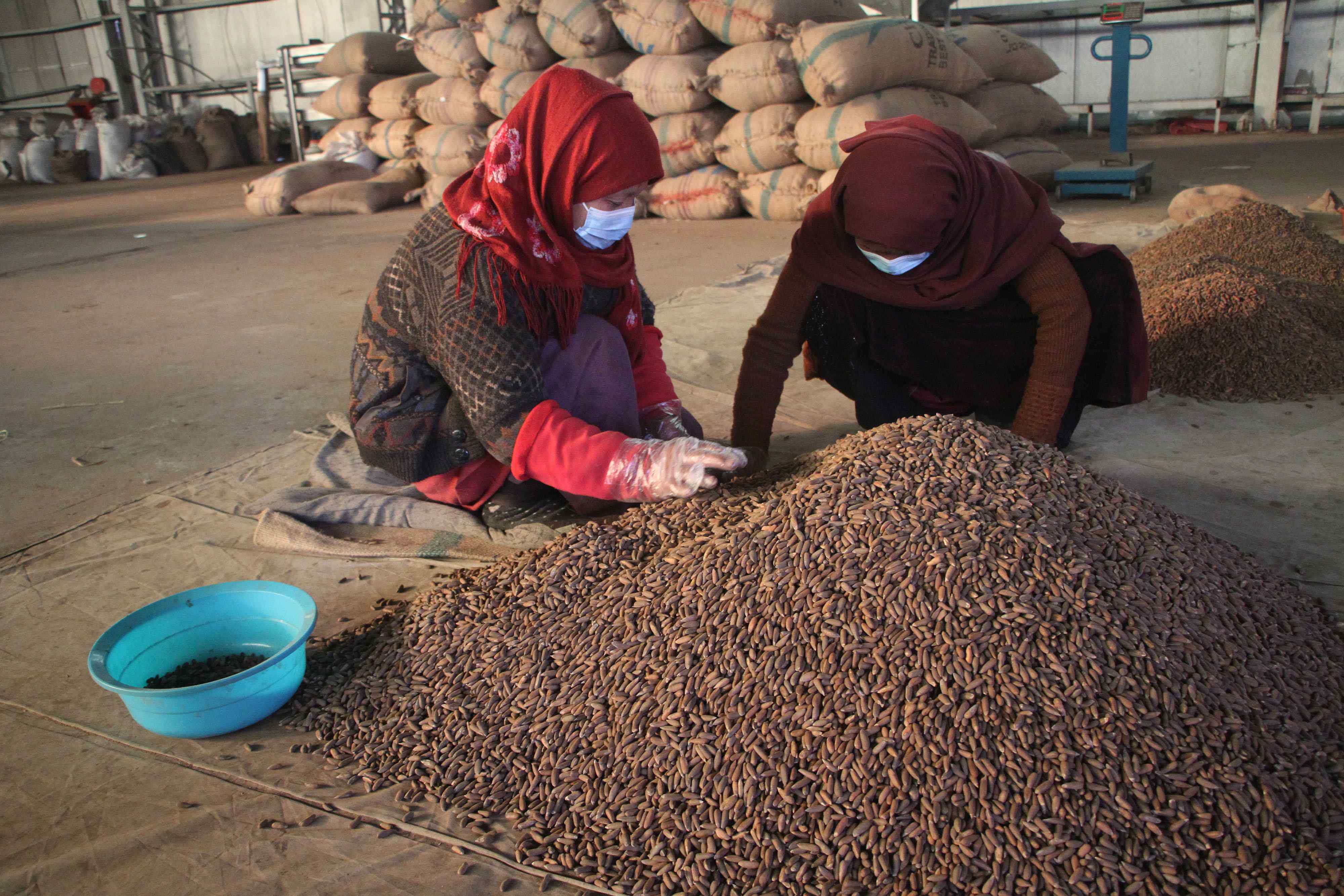 中亚阿富汗国家一年内向国外出口干果20.5万吨
