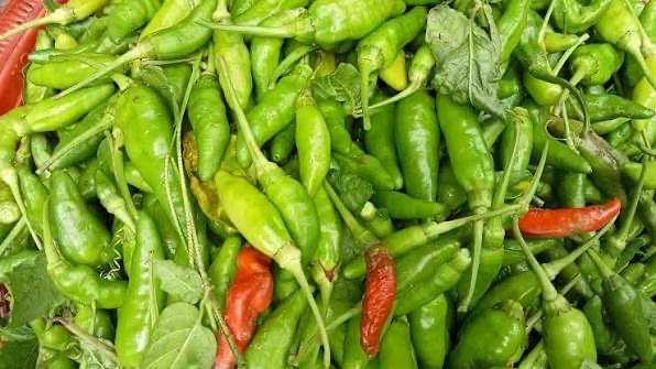 马圭省本漂县区现冬季完成厨房作物辣椒9百多英亩采收工作