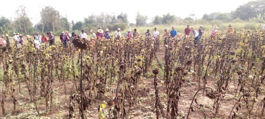 实皆省蒙育瓦县区冬季种植的向日葵作物已有4千多英亩完成采收