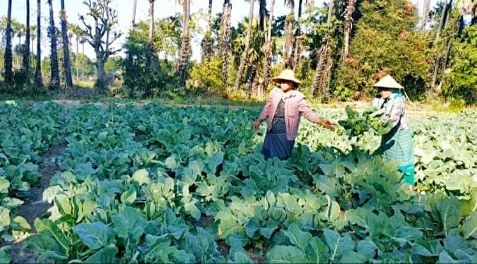 伊洛瓦底省达榜县区现财年冬季种植了厨房作物4千多英亩