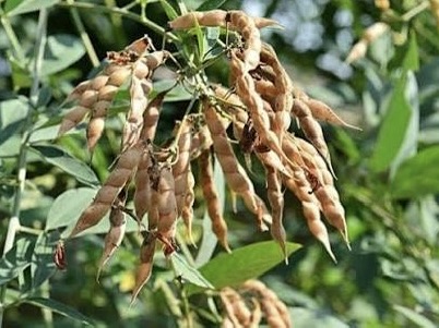 实皆省格礼专区现财年雨季种植的木豆已全部完成采收工作