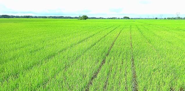 实皆省实皆县区规划种植夏季稻4千多英亩已种植1千多英亩