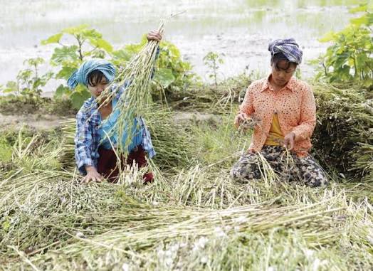 实皆省蒙育瓦县区冬季种植的冬芝麻作物已全部完成采收工作