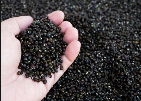 伊洛瓦底省达榜县区种植冬黑麦豆1.6万多英亩已采收4千多英亩