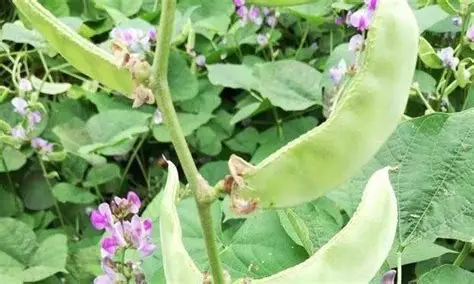 实皆省茵马宾专区现财年冬季种植了扁豆作物1.4万多英亩
