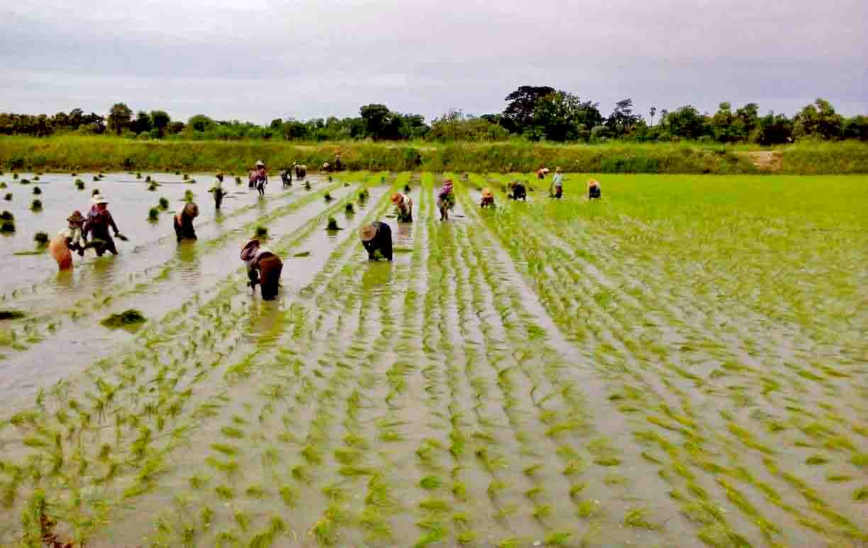 勃固省皎彬高县区现财政年夏季已完成夏季稻8千多英亩种植工作