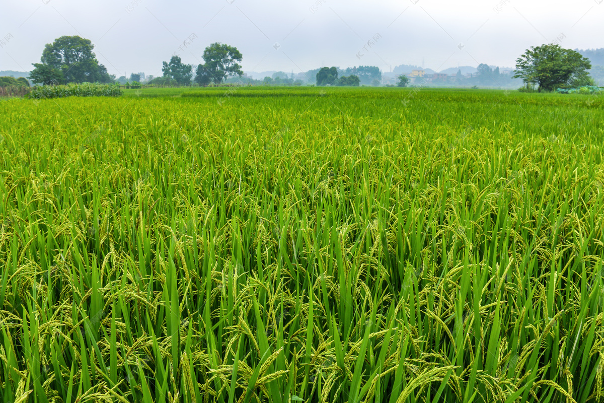 勃固省敏纳县区完成1.4万多英亩夏季稻的种植工作