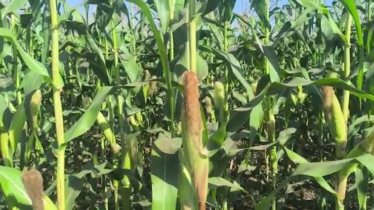 实皆省明景县区作为冬作物种植的玉米与小米作物超过规划面积