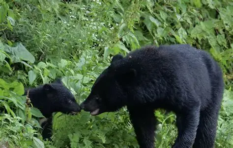 2025年度内日本民众遭到野生熊伤害的人数创新高