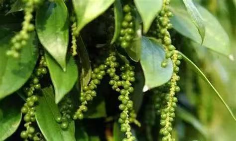 实皆省实皆专区作为冬作物种植的胡椒作物已完成采收1千多英亩