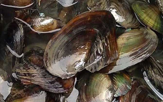 伊洛瓦底省礼德耶县区上个月向仰光大都市输送出了大量的绿蚌