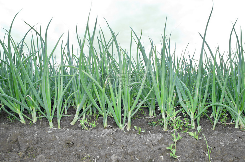 实皆省迪姜县区种植的冬洋葱作物1千多英亩已完成采收工作