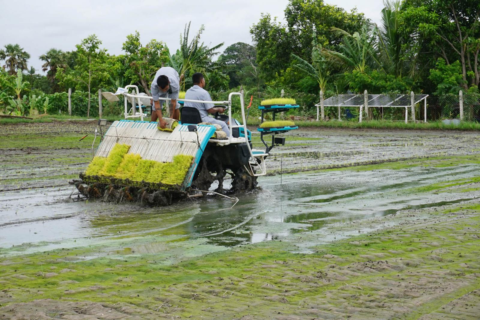 勃固省卑谬县区为种植夏季稻的农民们提供燃油