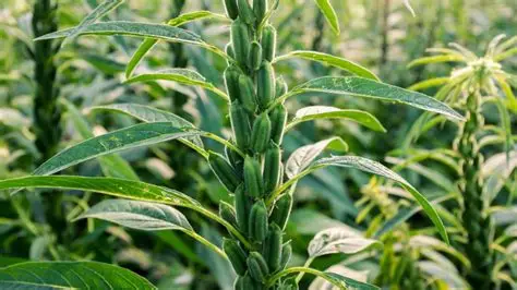 实皆省甘布鲁县区作为冬作物种植的冬芝麻已全部完成采收工作