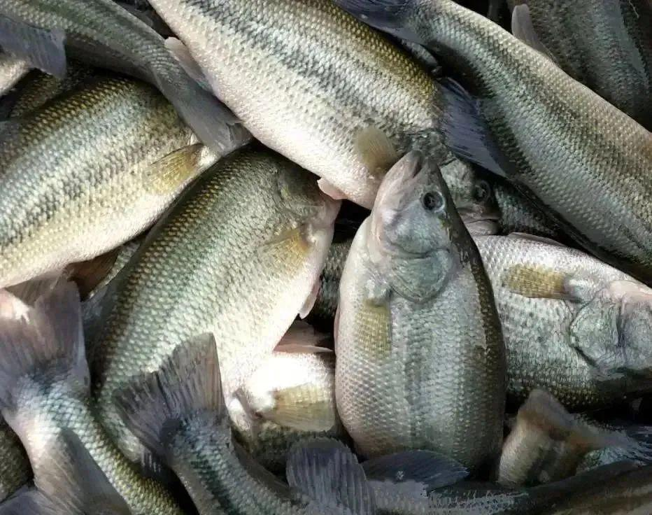 伊洛瓦底省吉叻县区3月份期间向仰光市输出大量的水产品鲈鱼