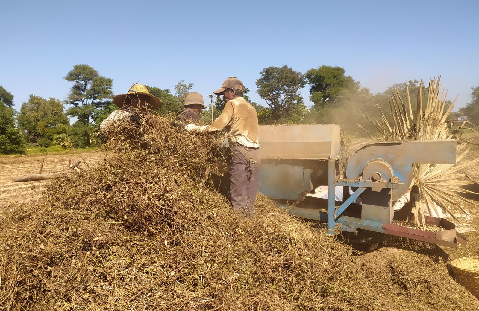 实皆省德拜茵县区作为冬作物种植的花生已有1万多英亩采收完毕