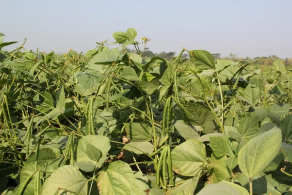 实皆省敏牧县区作为冬作物种植的冬绿豆1千多英亩已全完成采收